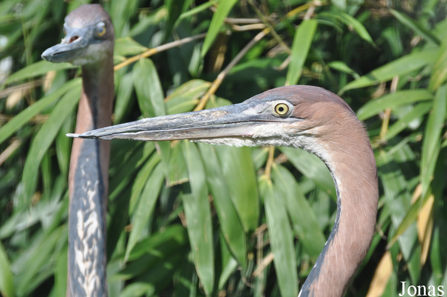 Ardea goliath