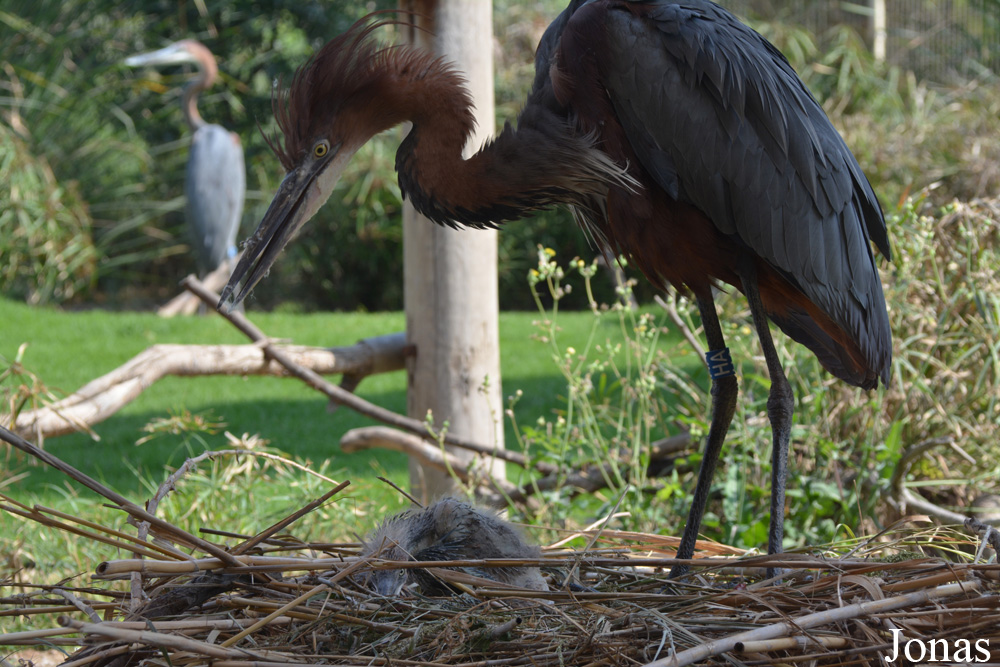 Ardea goliath