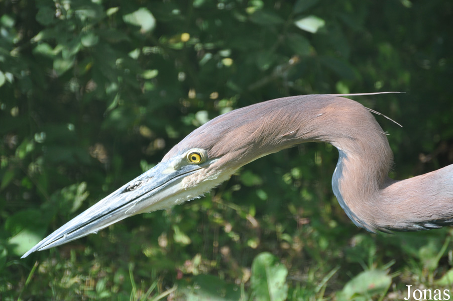 Ardea goliath