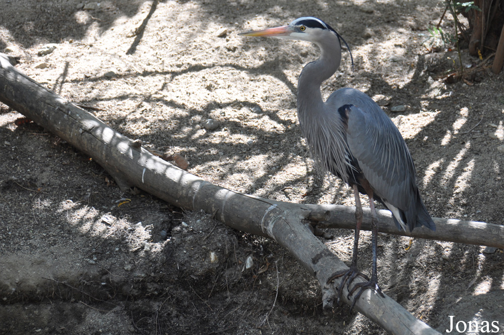 Ardea herodias