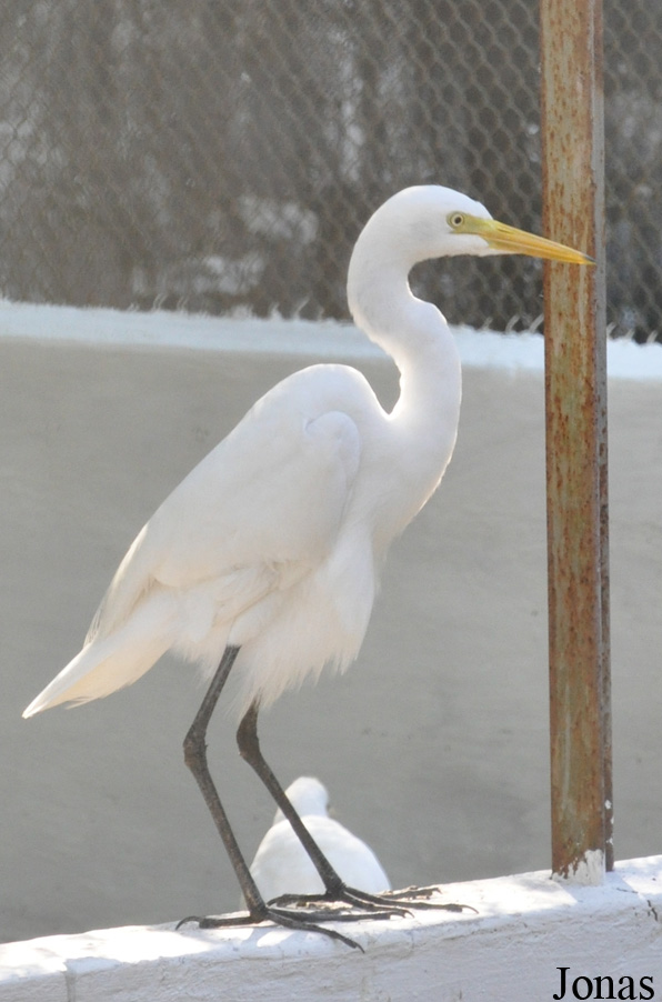 Ardea intermedia
