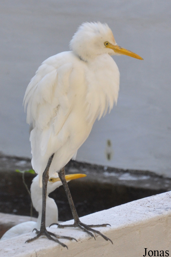 Ardea intermedia