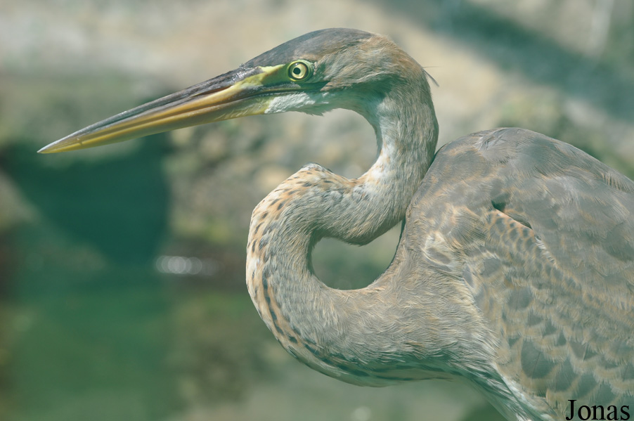 Ardea purpurea