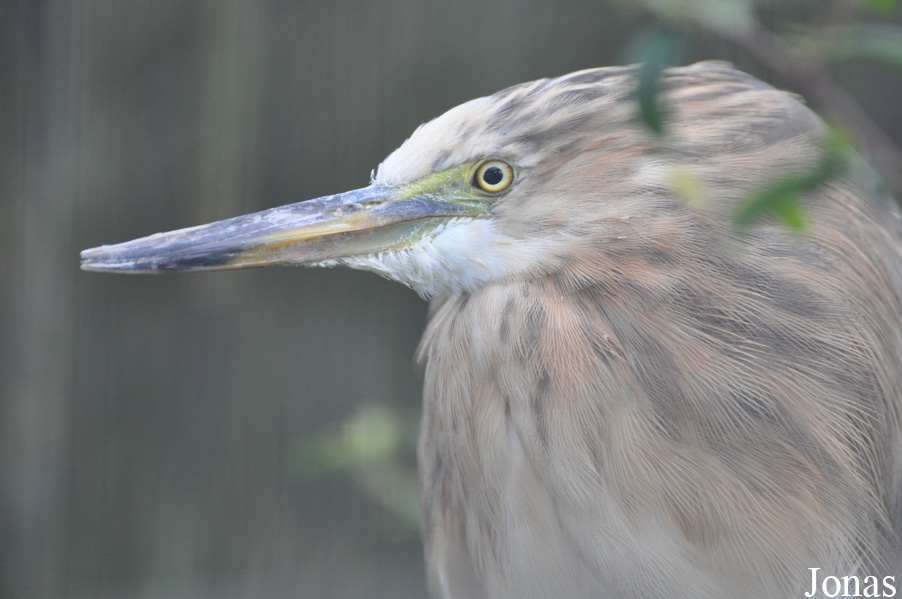 Ardeola grayii