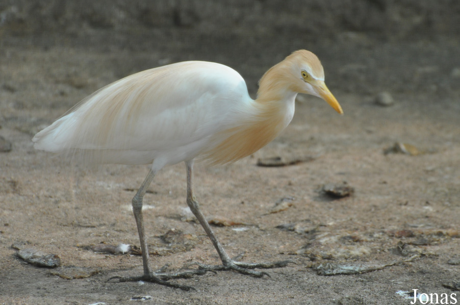 Bubulcus coromandus