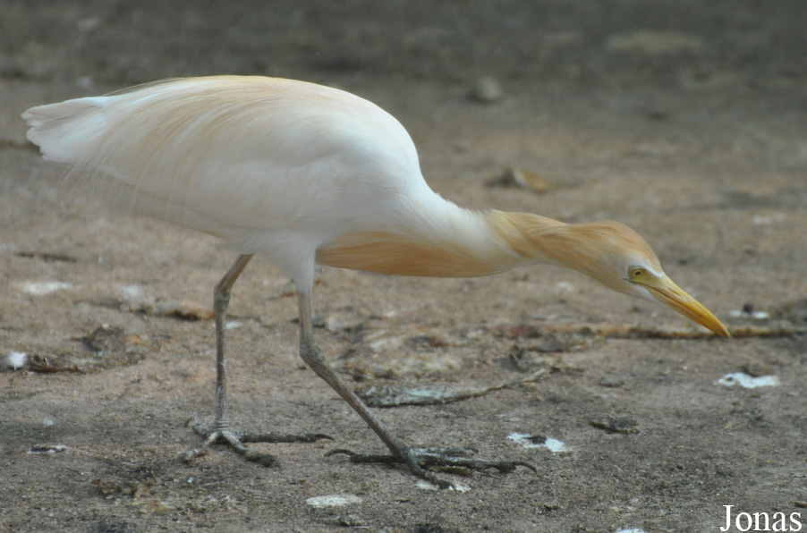 Bubulcus coromandus