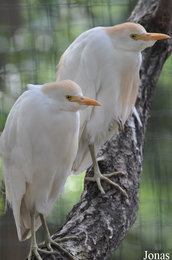 Bubulcus ibis