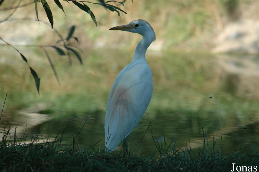 Bubulcus ibis