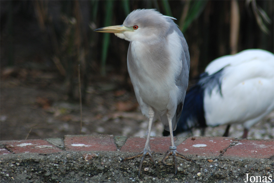 Bubulcus ibis x Nycticorax nycticorax