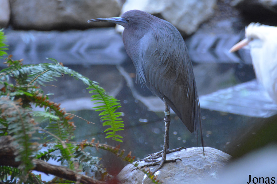 Egretta caerulea