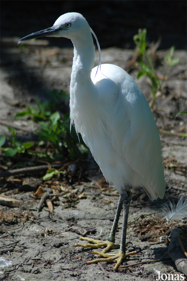 Egretta garzetta