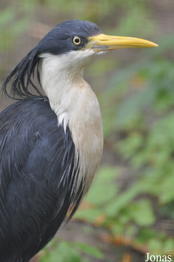 Egretta picata