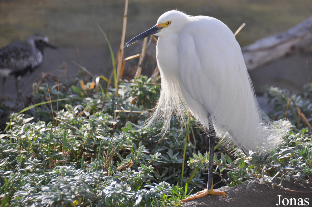 Egretta thula brewsteri