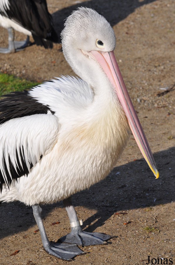 Pelecanus conspicillatus