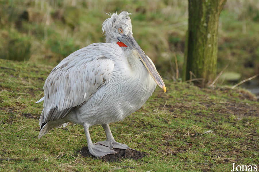 Pelecanus crispus