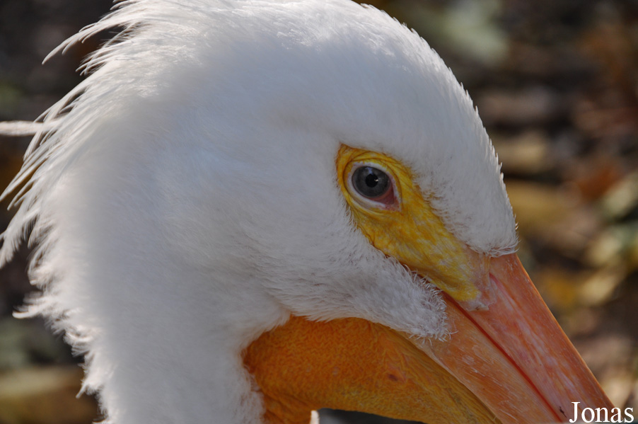 Pelecanus erythrorhynchos