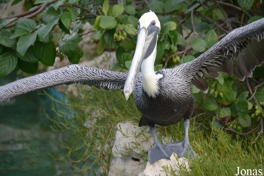 Pelecanus occidentalis occidentalis