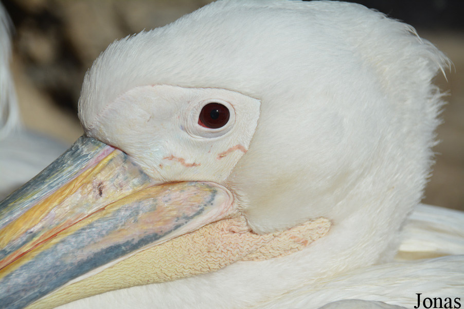 Pelecanus onocrotalus