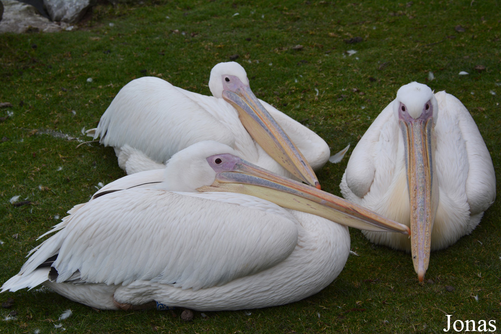 Pelecanus onocrotalus