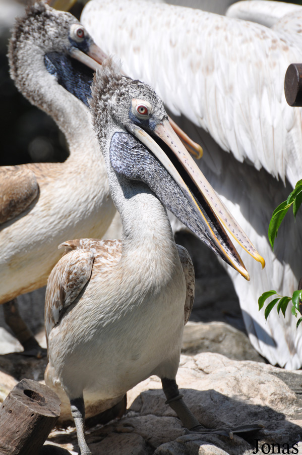 Pelecanus philippensis