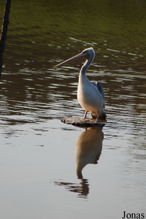 Pelecanus rufescens