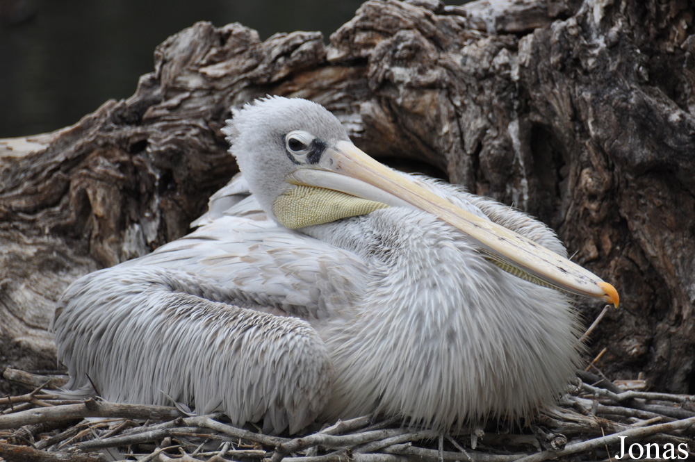 Pelecanus rufescens