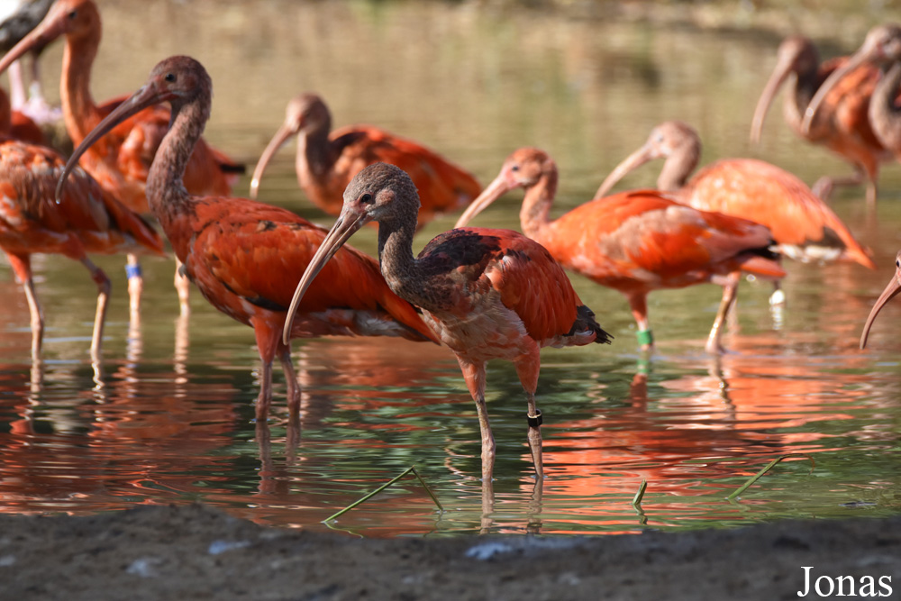 Eudocimus ruber