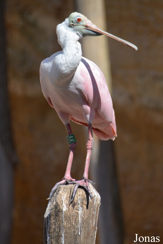 Platalea ajaja