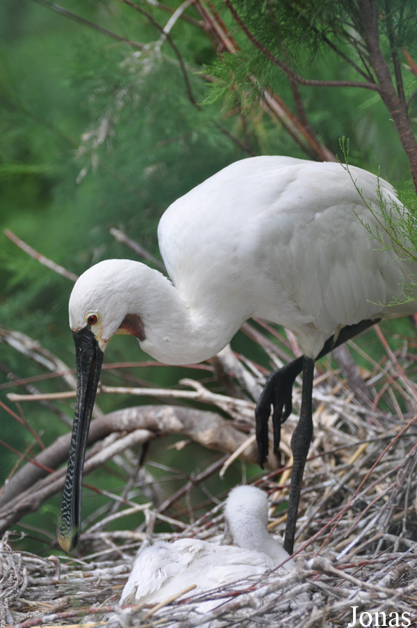 Platalea leucorodia