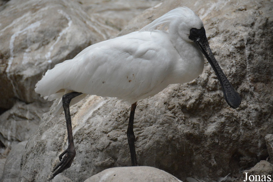 Platalea minor