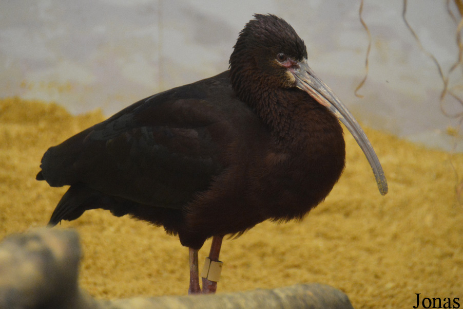 Plegadis chihi