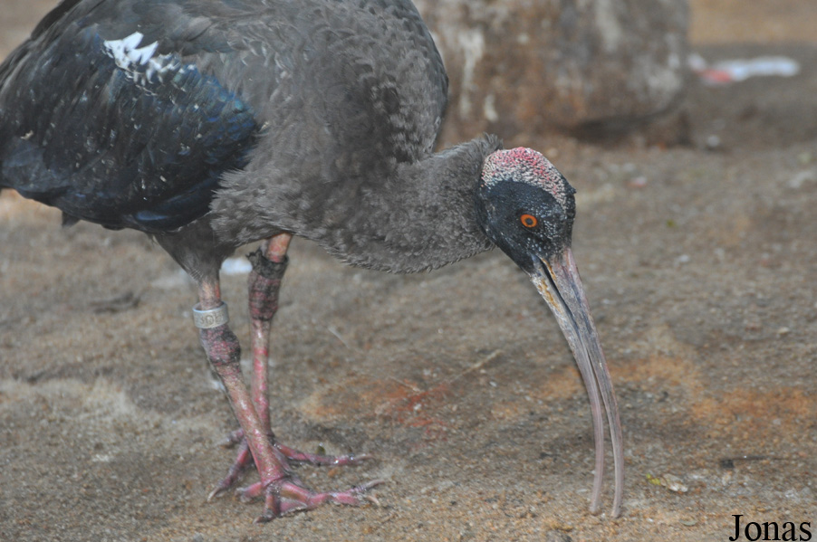 Pseudibis papillosa