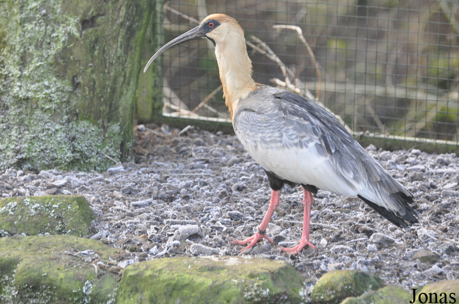 Theristicus caudatus
