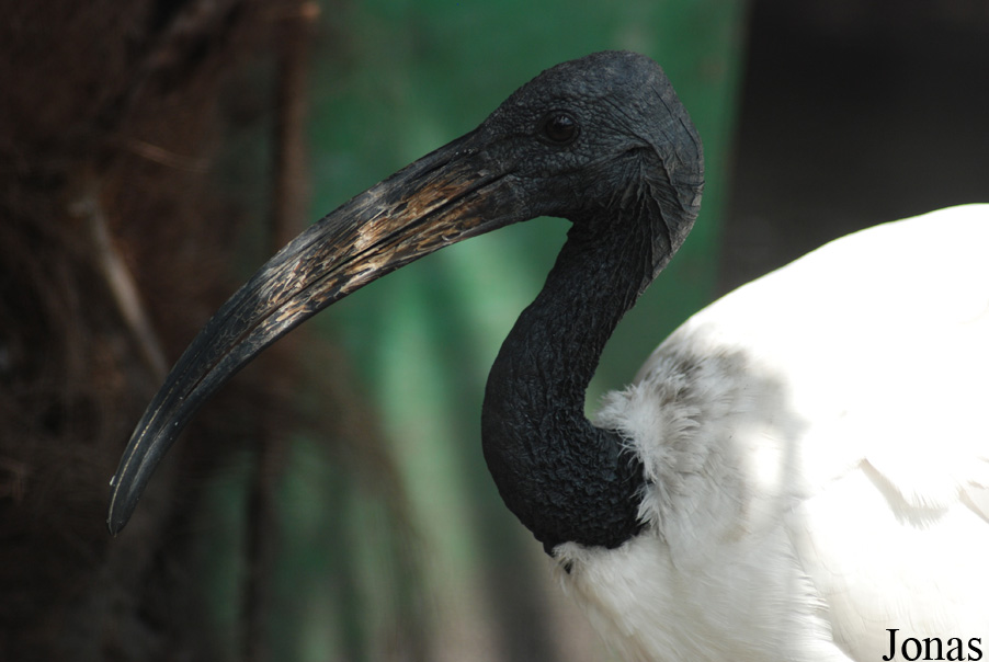 Threskiornis aethiopicus