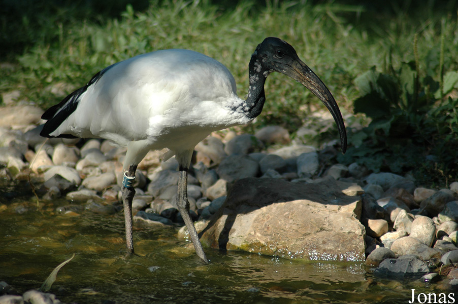 Threskiornis aethiopicus