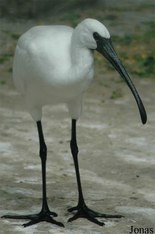 Threskiornis melanocephalus