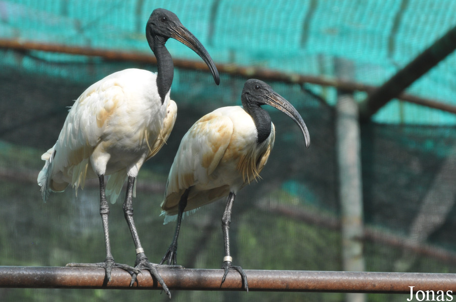 Threskiornis melanocephalus