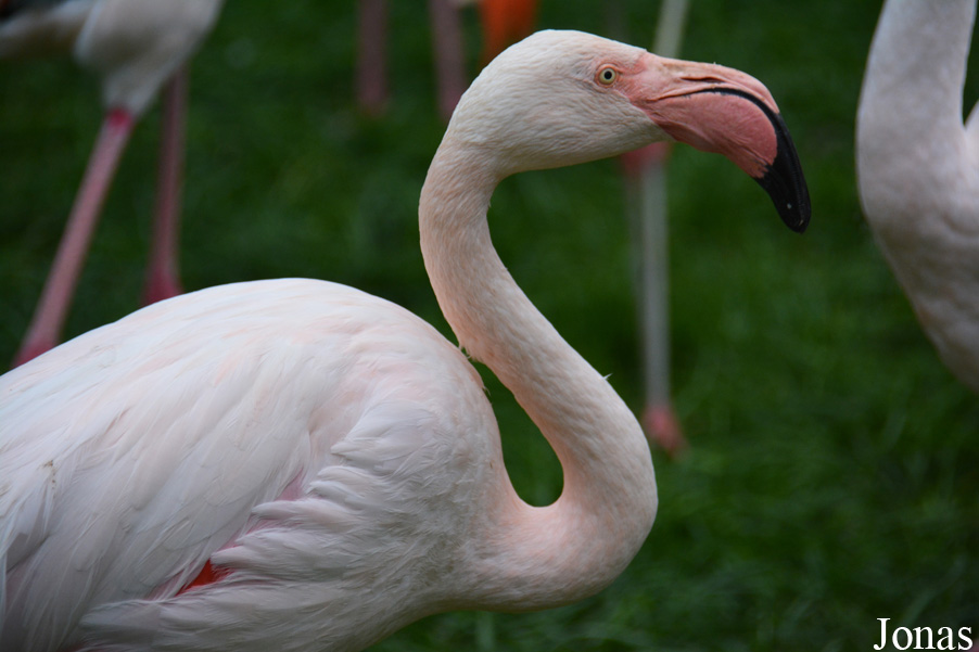 Phoenicopterus roseus