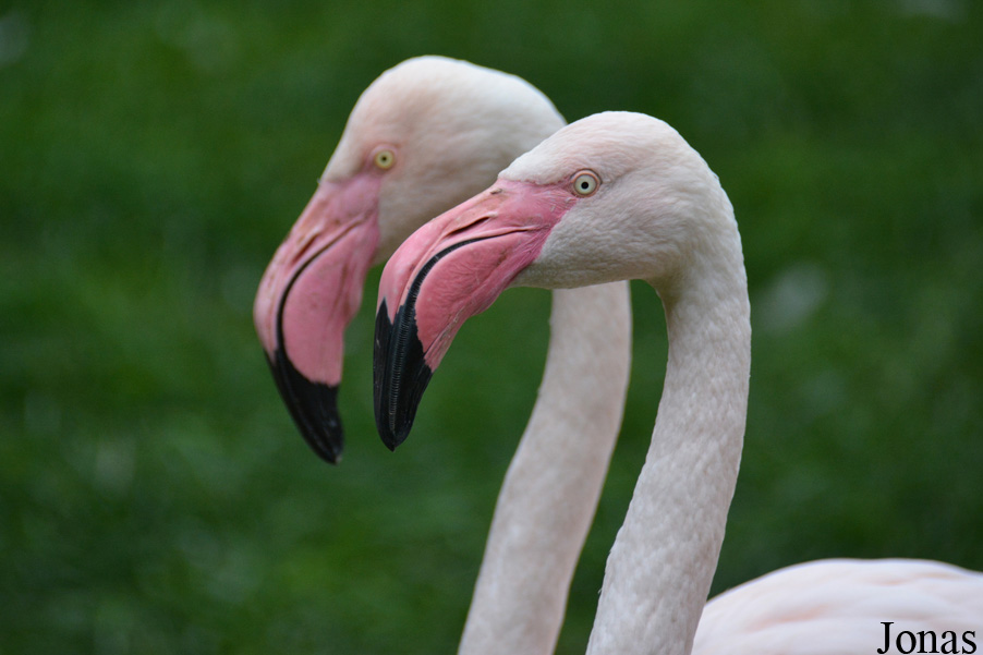 Phoenicopterus roseus