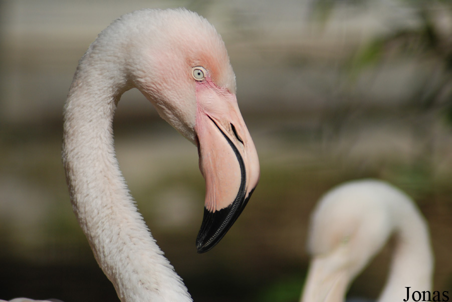 Phoenicopterus roseus