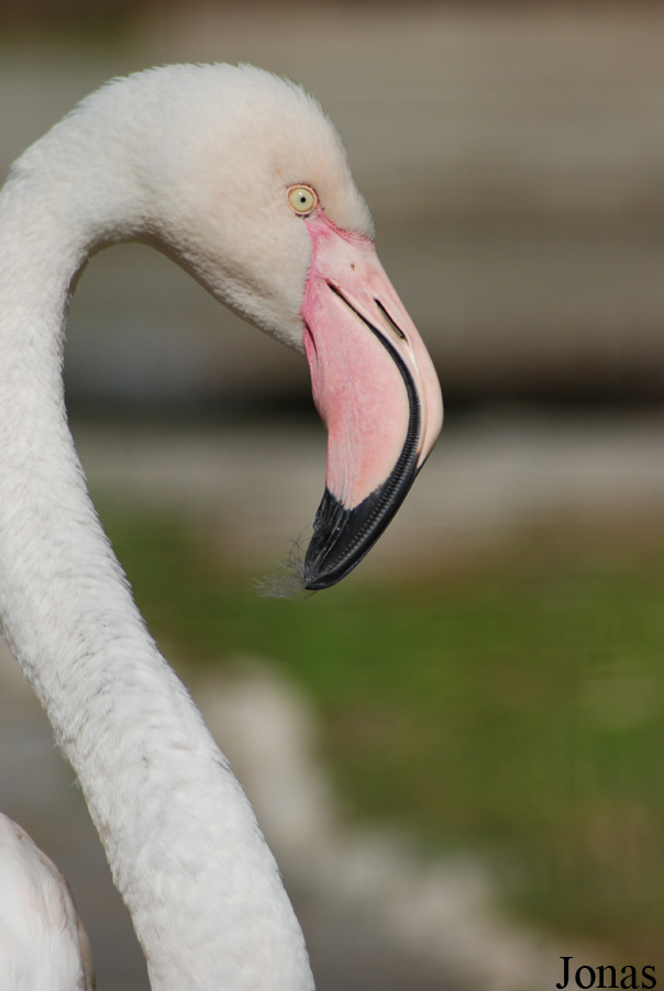 Phoenicopterus roseus