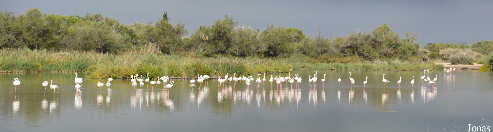 Phoenicopterus roseus
