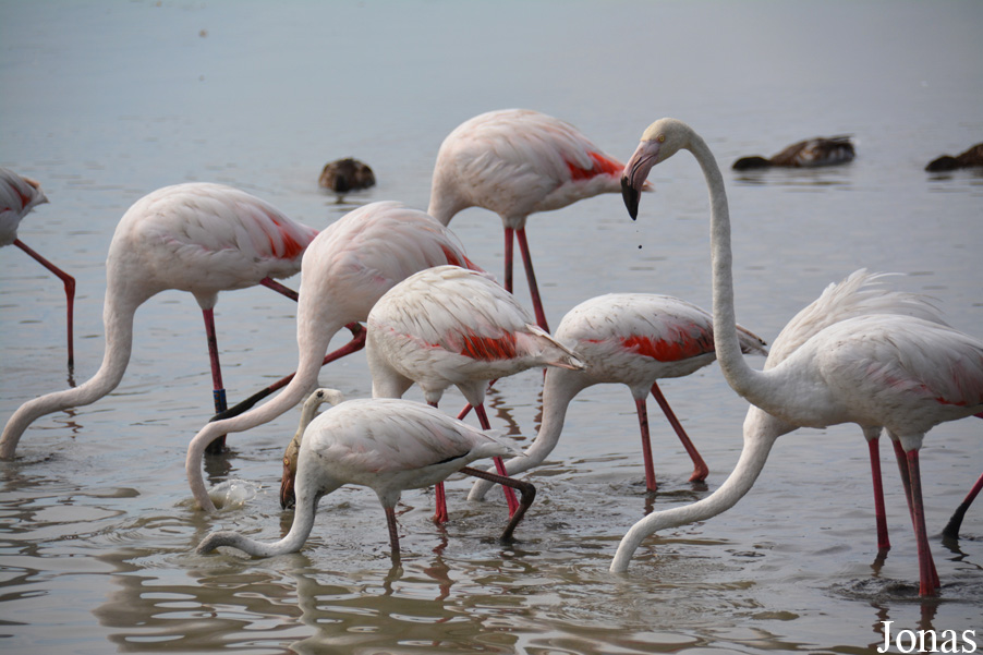 Phoenicopterus roseus