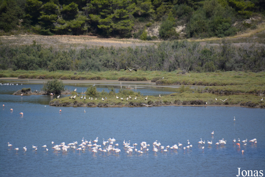 Phoenicopterus roseus