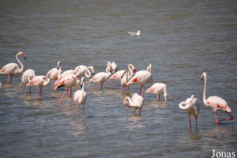Phoenicopterus roseus