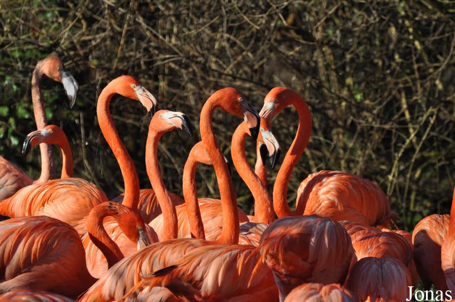 Phoenicopterus ruber