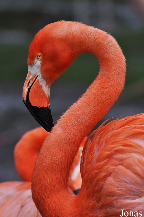 Phoenicopterus ruber