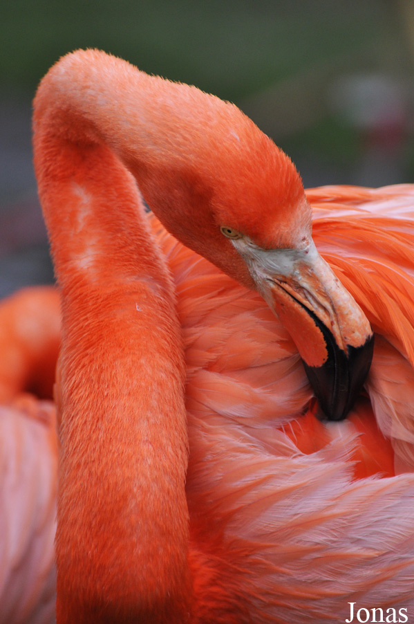 Phoenicopterus ruber