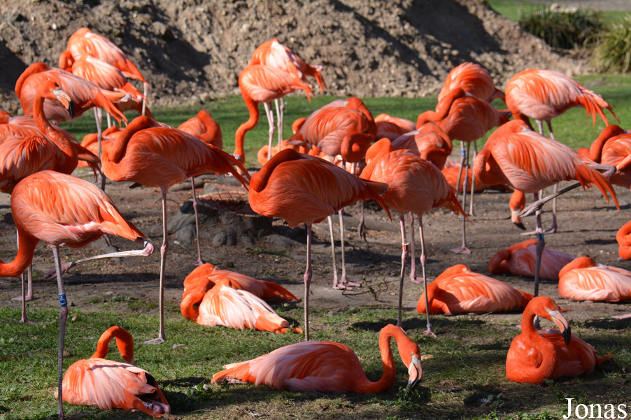 Phoenicopterus ruber