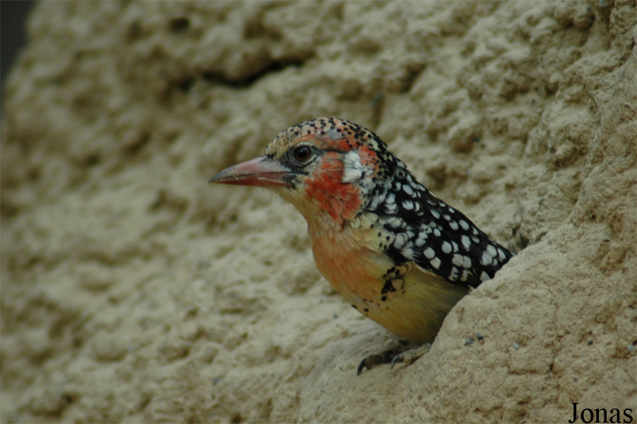 Trachyphonus erythrocephalus
